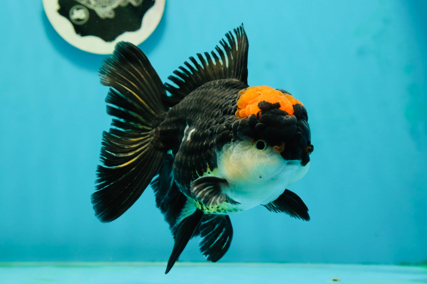 AAA Grade Tricolor Oranda Male 5.5 inches #112224OR_12