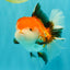A Grade Tricolor Oranda Female 6 inches #082126OR_10