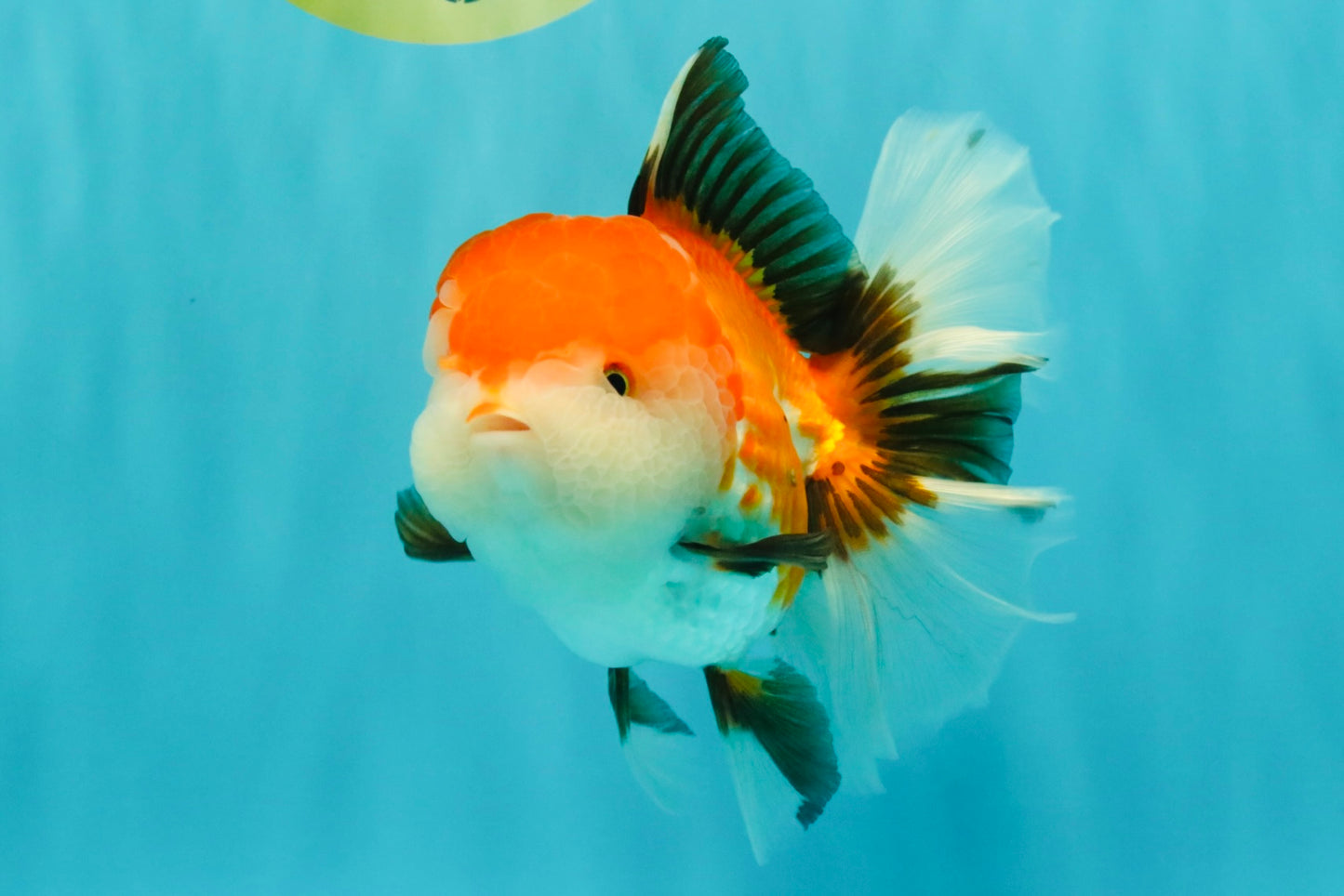 A Grade Tricolor Oranda Female 6 inches #082126OR_10