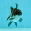 Panda Oranda Male 3-3.5 inches #1004OR_32