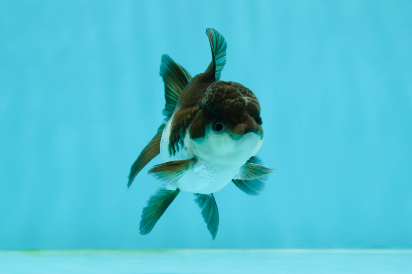 Panda Oranda Male 3-3.5 inches #1004OR_32