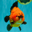 CHARLIE AAA Grade Apache Yuanbao Male 6.5 inches #071726YB_14