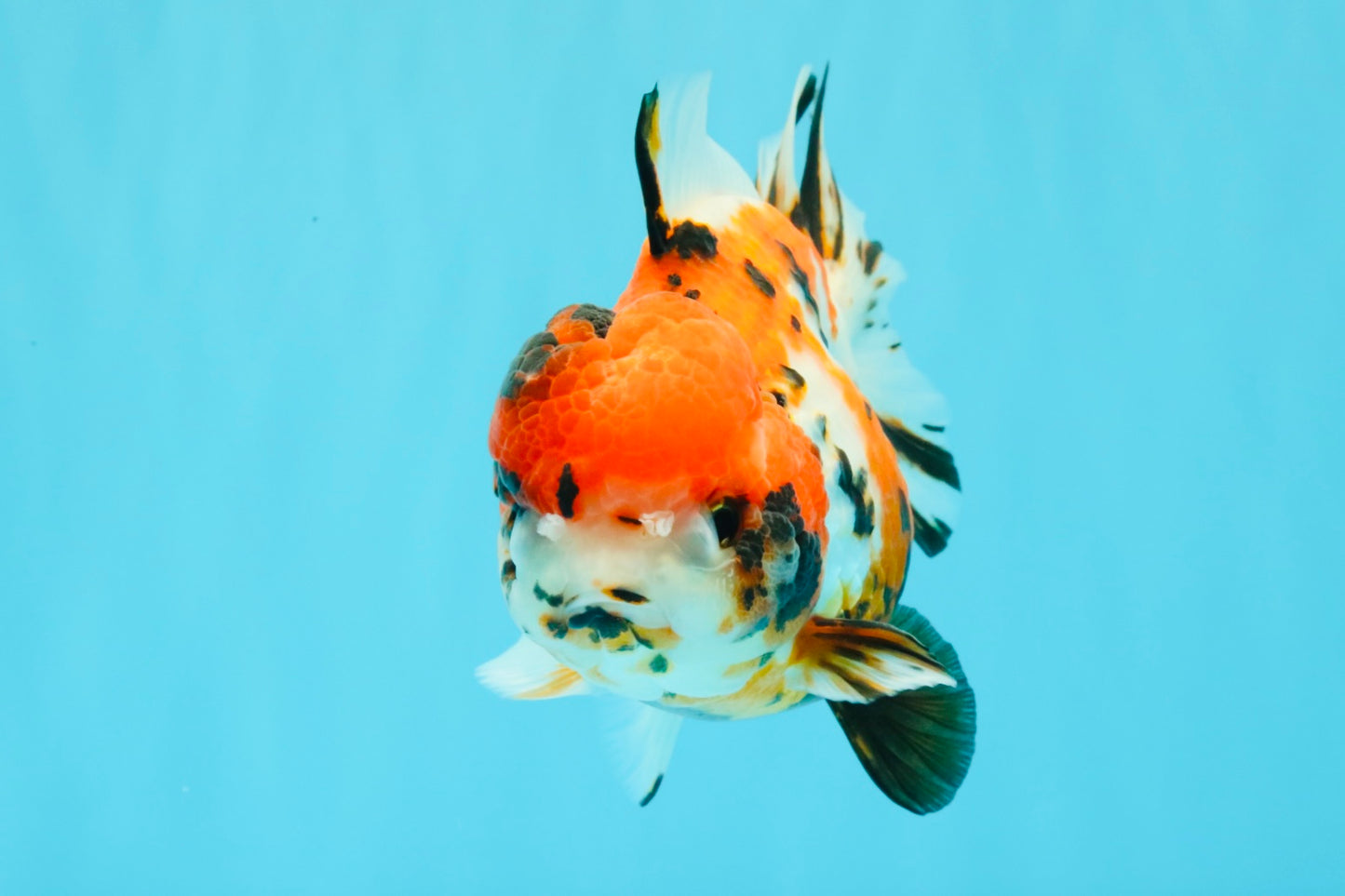 Tricolor Tiger Yuanbao Female 5.5 inches #030626YB_13