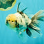 A Grade White Tiger Oranda Male 7 inches #082126OR_15