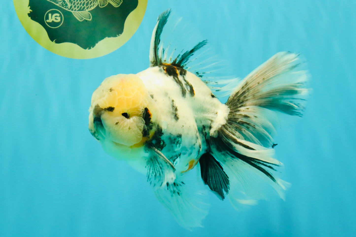 A Grade White Tiger Oranda Male 7 inches #082126OR_15