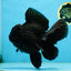 AAA Grade Godzilla Black Oranda Female 6.5 inches #081525OR_31