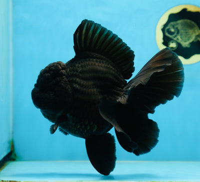 AAA Grade Godzilla Black Oranda Female 6.5 inches #081525OR_31