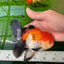 AAA Grade Tricolor Oranda Male 4.5-5 inches #0920OR_19