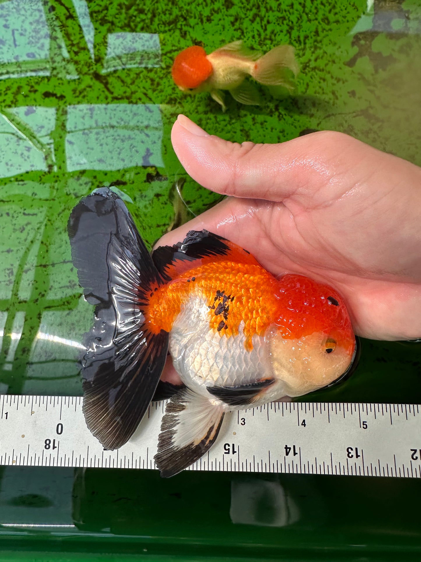 Oranda mâle tricolore de catégorie AAA de 4,5 à 5 pouces #0920OR_19