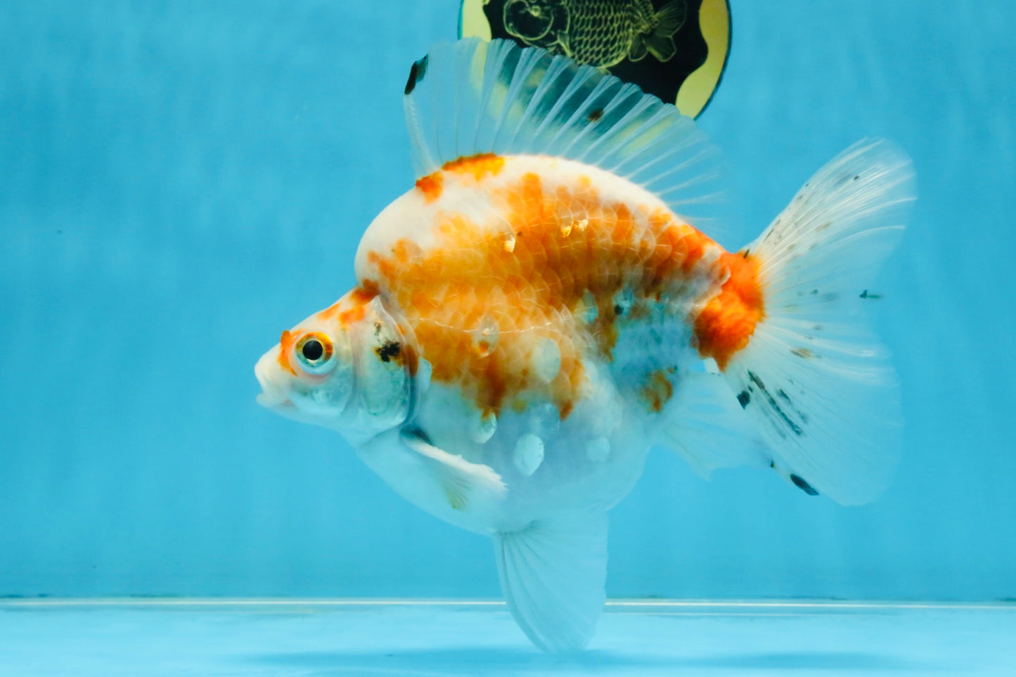 AAA Grade Indonesia Sakura Ryukin Male 6-6.5 inches #111425RK_12