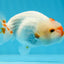 Red White Lionchu Male 4 inches #0920LC_06