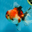 A Grade Chonky Sakura Oranda Female 5-5.5 inches #071125OR_11