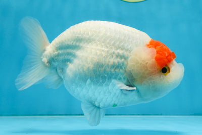 A Grade BEAUTY Red White Tancho LionQueen 6 inches #091925LC_26