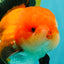 BULLDOG AAA Grade Tricolor Oranda Male 5.5-6 inches #071026OR_30