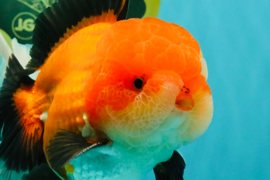 BULLDOG AAA Grade Tricolor Oranda Male 5.5-6 inches #071026OR_30