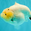 AAA Grade  Diamond Scale White Sakura Shark Ranchu Male 5.5 inches #100226RC_27