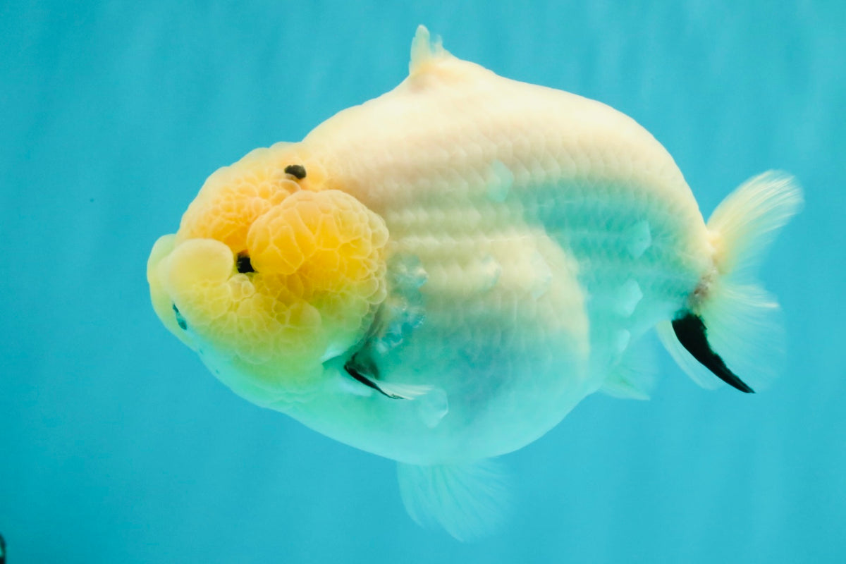 AAA Grade  Diamond Scale White Sakura Shark Ranchu Male 5.5 inches #100226RC_27