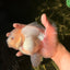 A Grade Snow White Oranda Female 6 inches #030626OR_26