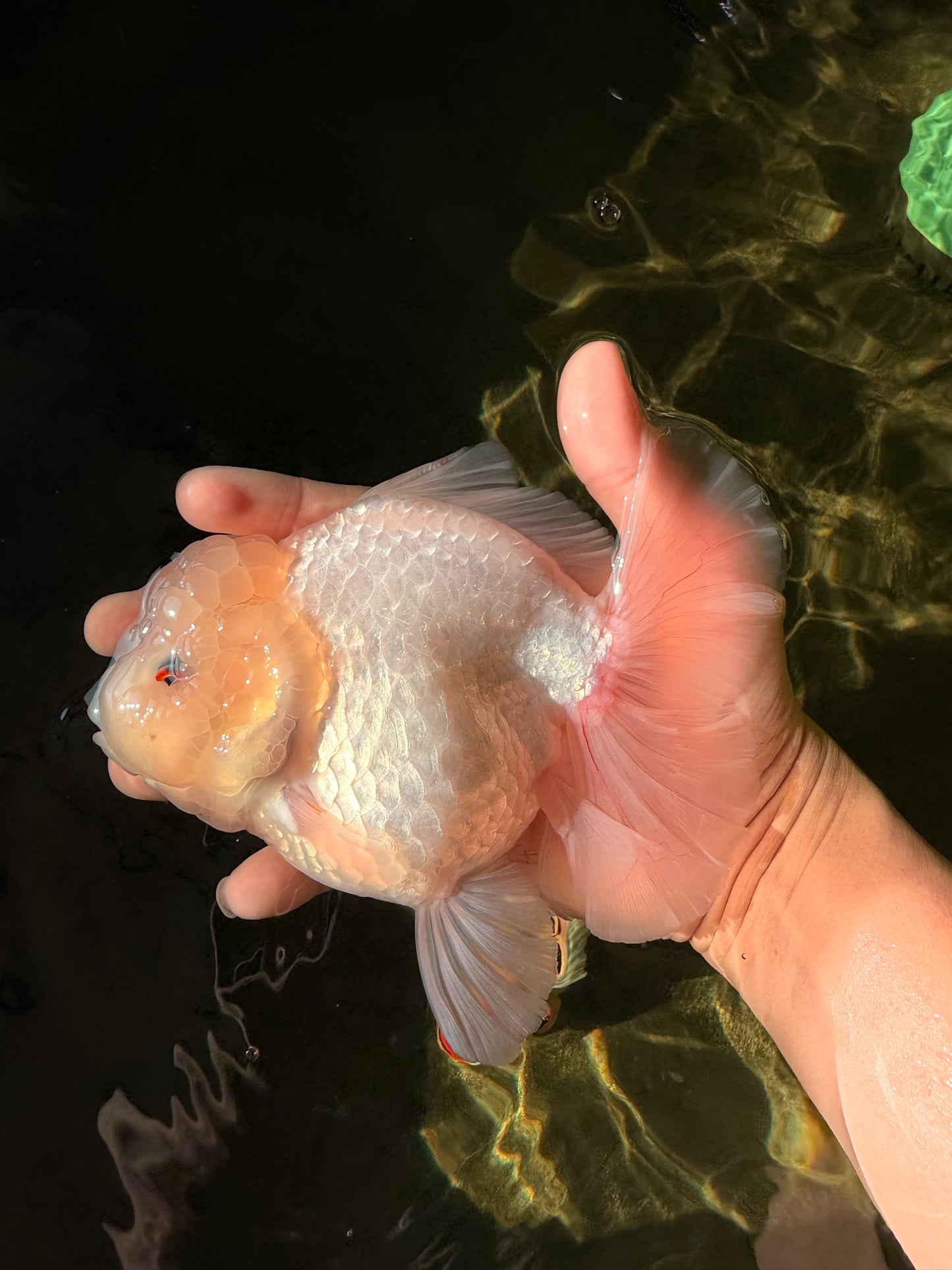 A Grade Snow White Oranda Female 6 inches #030626OR_26