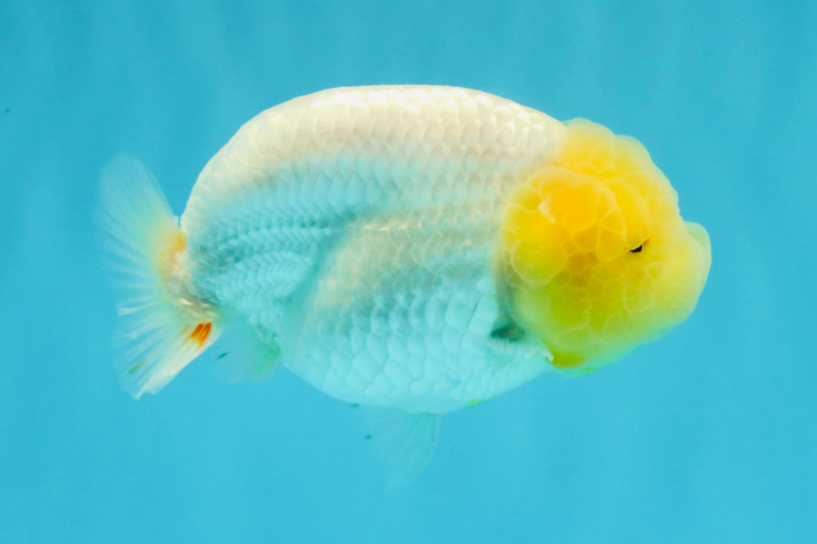 A Grade Dragon Lemonhead  LionQueen 4.5 inches #022726LC_28