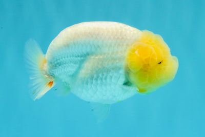 A Grade Dragon Lemonhead  LionQueen 4.5 inches #022726LC_28