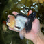 A Grade Panda Oranda Female 5-5.5 inches #050925OR_35