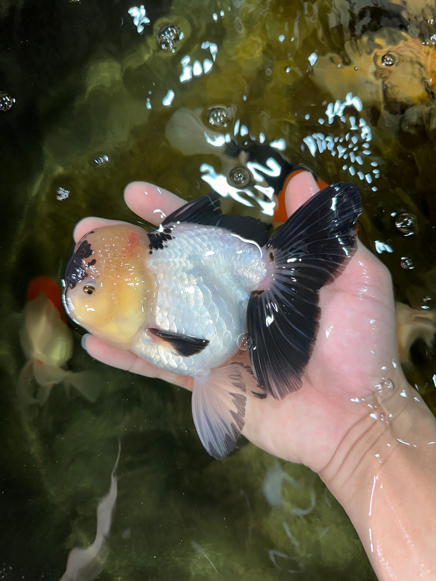 A Grade Panda Oranda Female 5-5.5 inches #050925OR_35