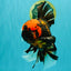 A Grade Tiger Oranda Male 7.5-8 inches #101626OR_17