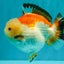 AAA Grade Tricolor Yuanbao Male 5 inches #072426YB_26