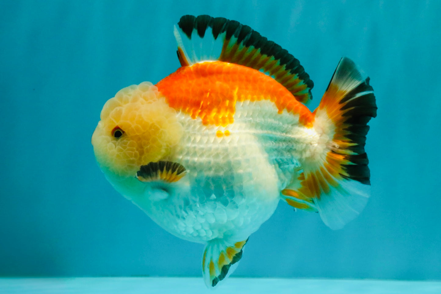 AAA Grade Tricolor Yuanbao Male 5 inches #072426YB_26