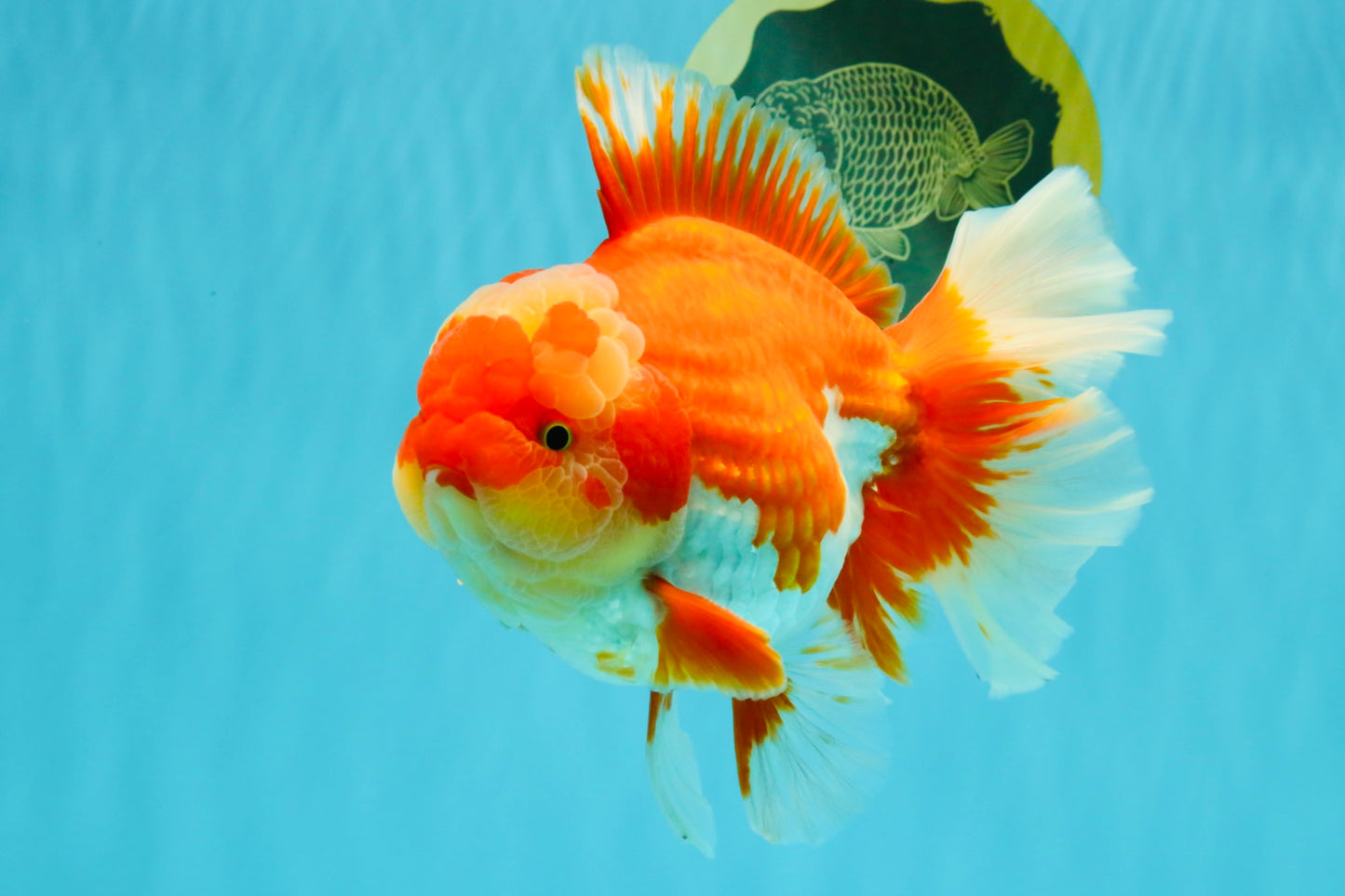 A Grade Godzilla Red White Oranda Male 7 inches #022726OR_12