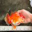AAA Grade Red White Yuanbao Female 5 inches #062626YB_12