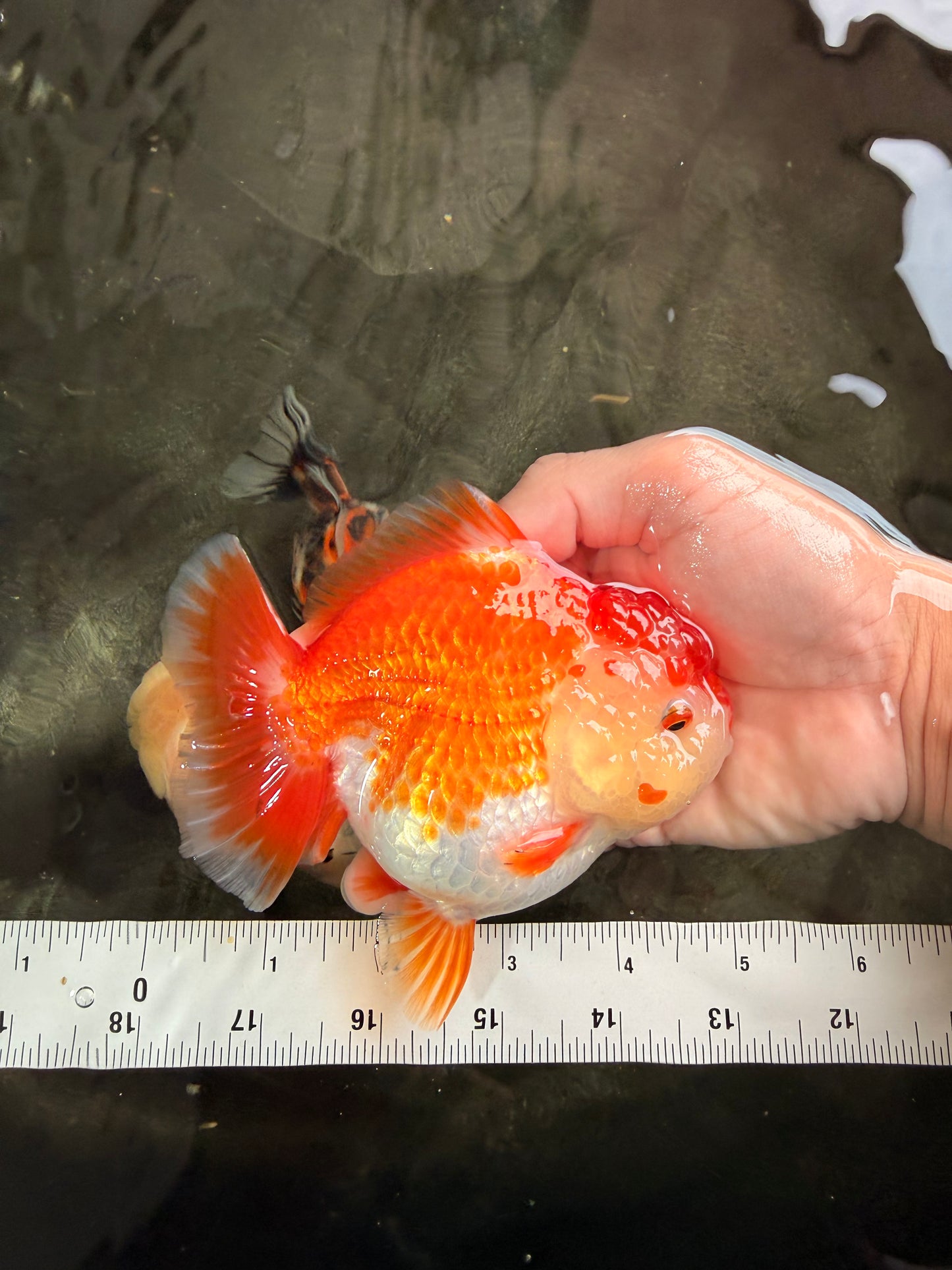 AAA Grade Red White Yuanbao Female 5 inches #062626YB_12