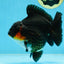 AAA Grade Tricolor Yuanbao Male 5 inches #101025YB_29
