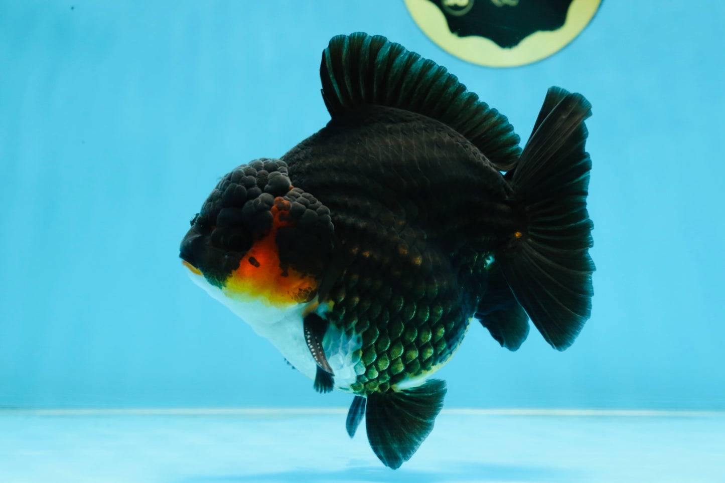 AAA Grade Tricolor Yuanbao Male 5 inches #101025YB_29