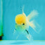 A Grade Lemonhead Oranda Male 4.5 inches #111524OR_21