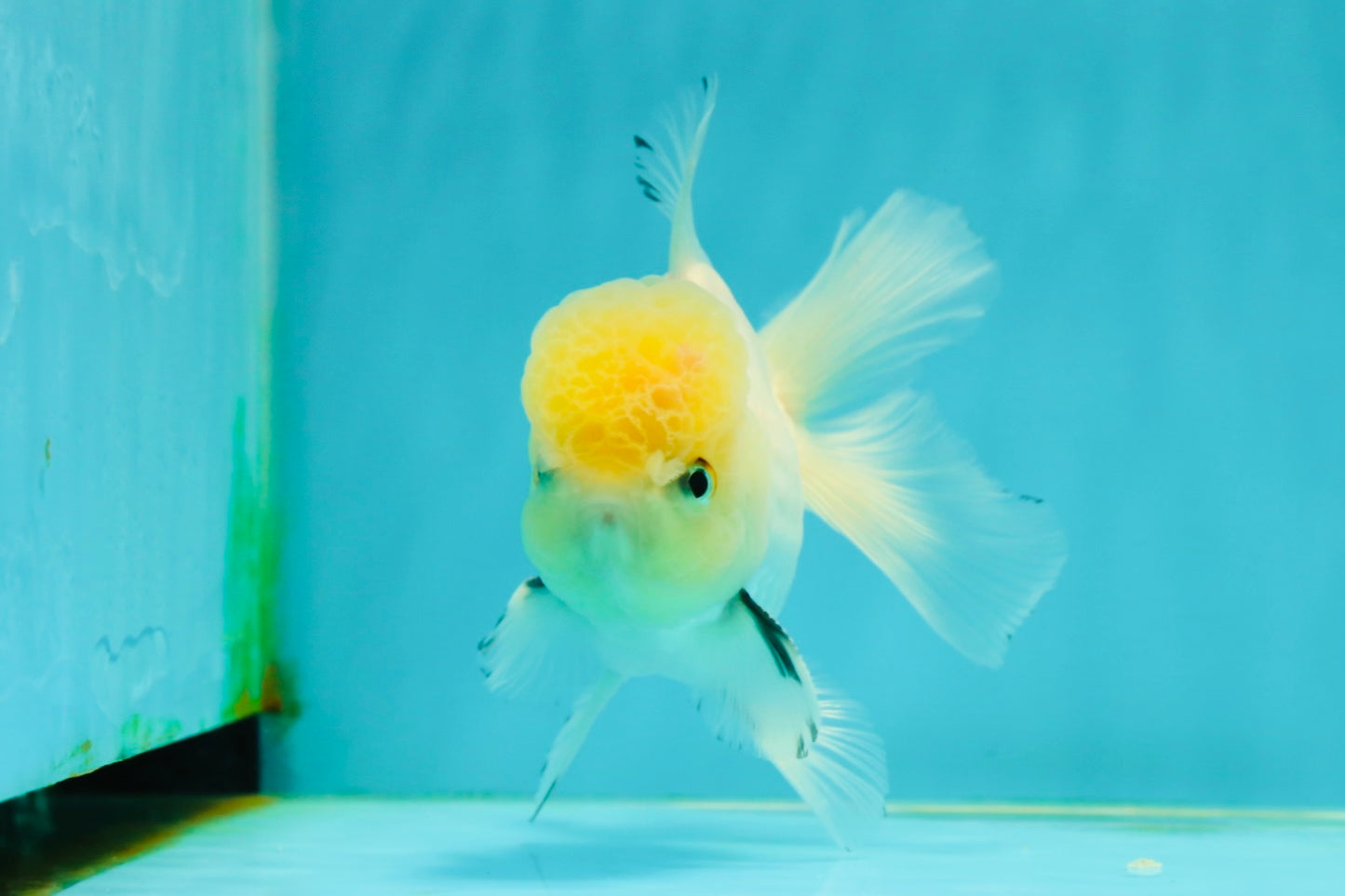 A Grade Lemonhead Oranda Male 4.5 inches #111524OR_21