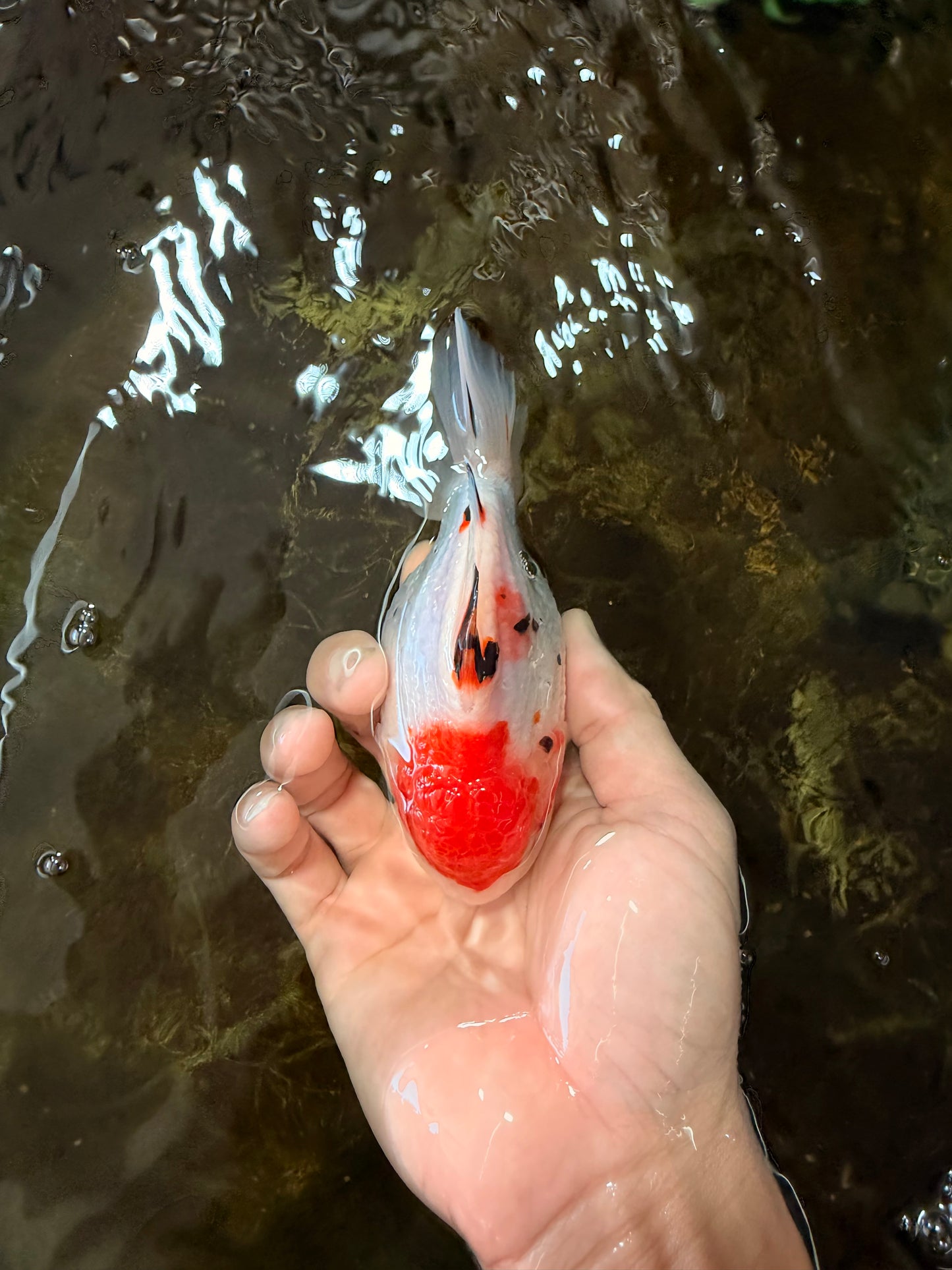 A Grade Sakura Yuanbao Male 4.5 inches #101025YB_25