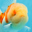 AAA Grade Godzilla Sakura Oranda Male 5 inches #052325OR_09
