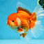 AAA Grade Young Godzilla Red White Oranda Male 6 inches #081525OR_07