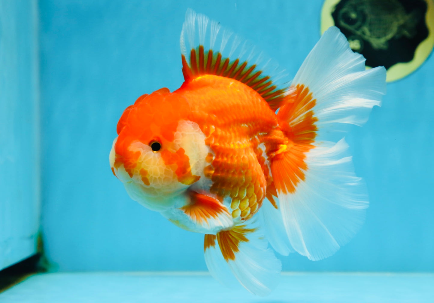 AAA Grade Young Godzilla Red White Oranda Male 6 inches #081525OR_07