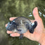 CHUBBY A Grade Blue Ranchu Female 5 inches #080726RC_29