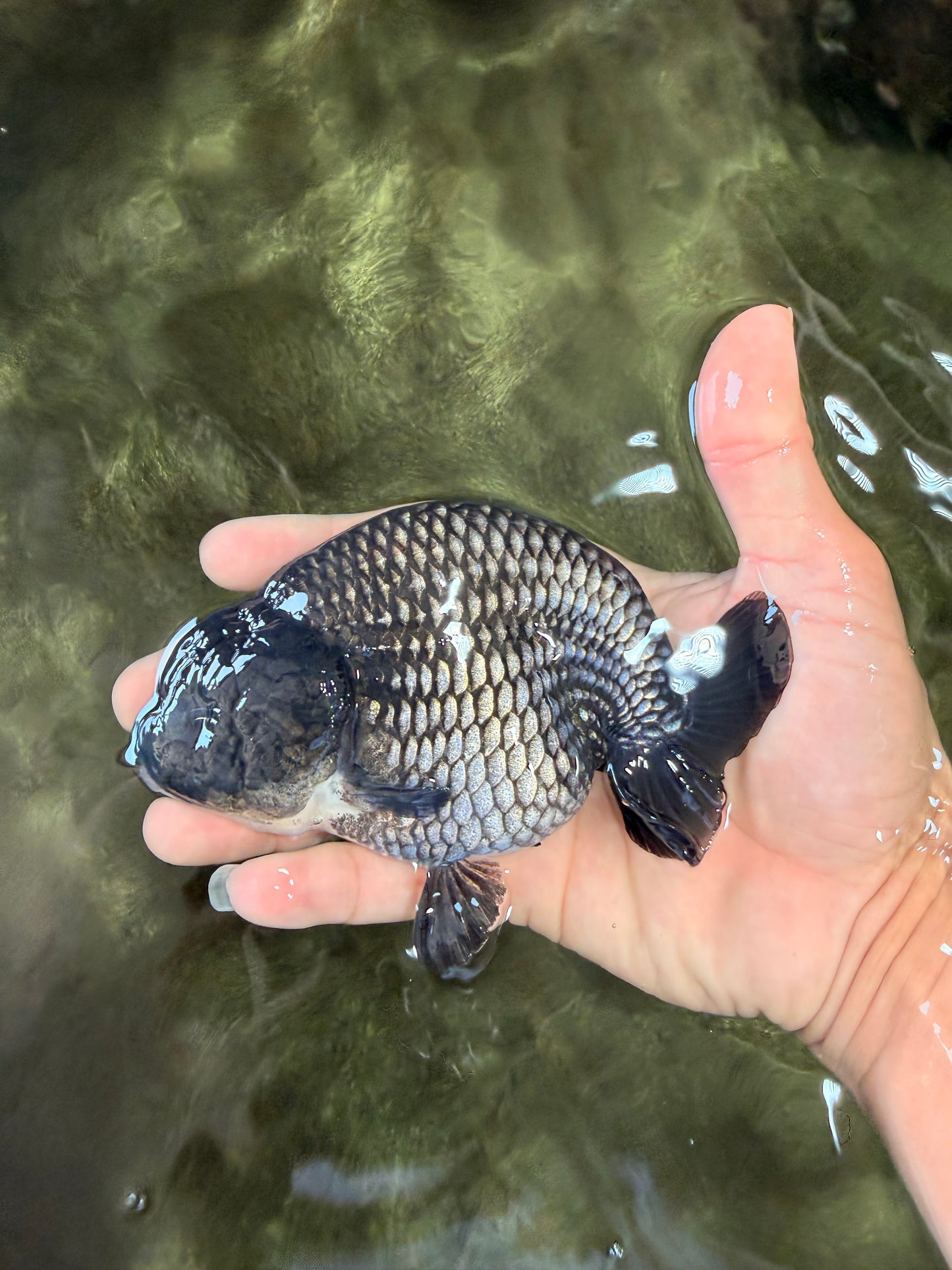 CHUBBY A Grade Blue Ranchu Female 5 inches #080726RC_29