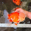 FLUFFY WEN AAA Grade Jade Head Red White Oranda Male 7.5 inches #071726OR_02