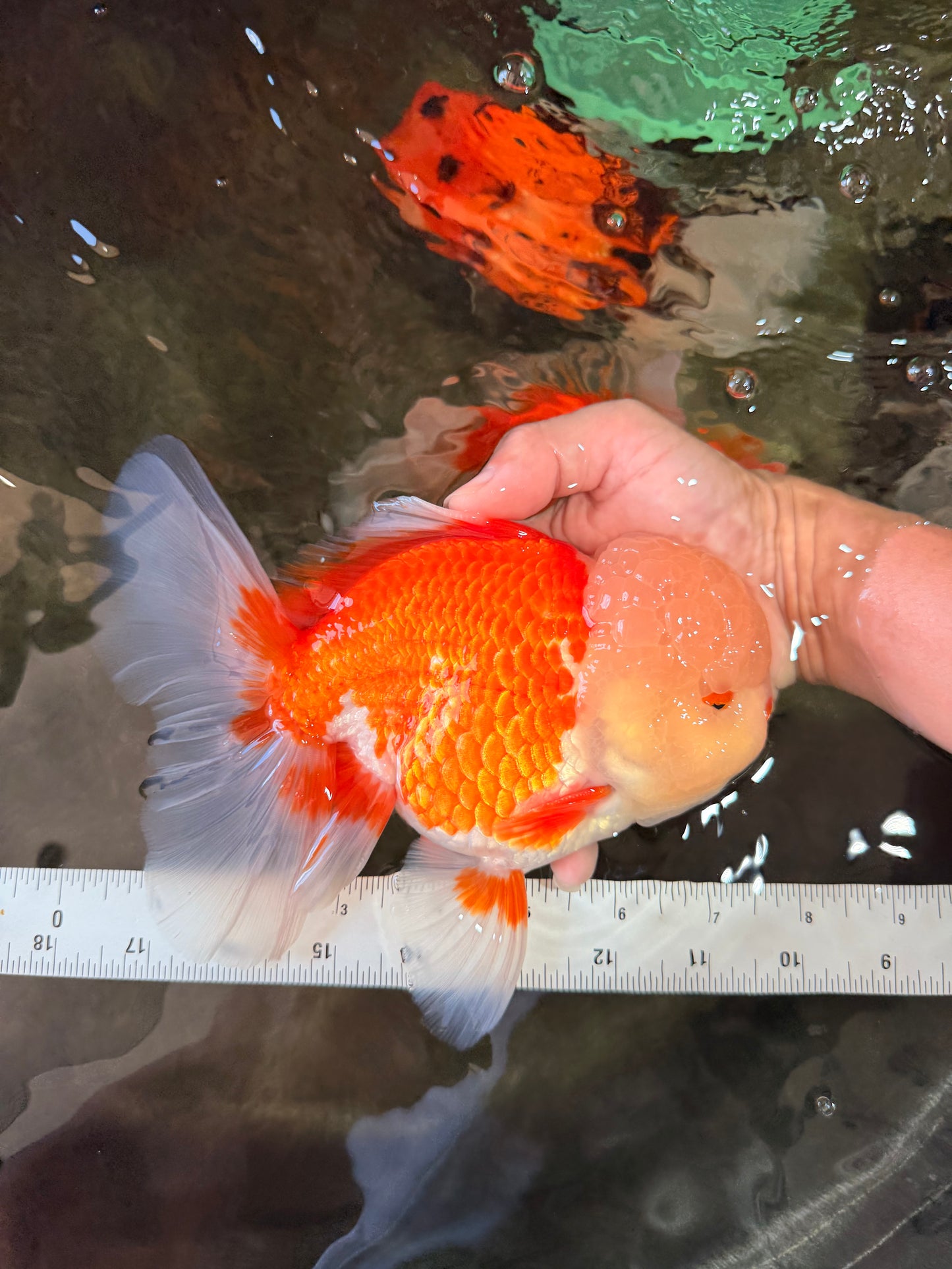 FLUFFY WEN AAA Grade Jade Head Red White Oranda Male 7.5 inches #071726OR_02