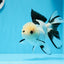 A Grade Panda Button Eyes Oranda Female 5.5 inches #0913OR_17