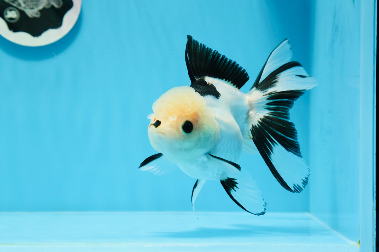 A Grade Panda Button Eyes Oranda Female 5.5 inches #0913OR_17