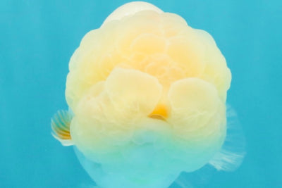 BEAUTY A Grade Red White LionQueen Female 4-4.5 inches #042426LC_19