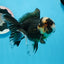 A Grade Tricolor Oranda Male 5 inches #0830OR_25