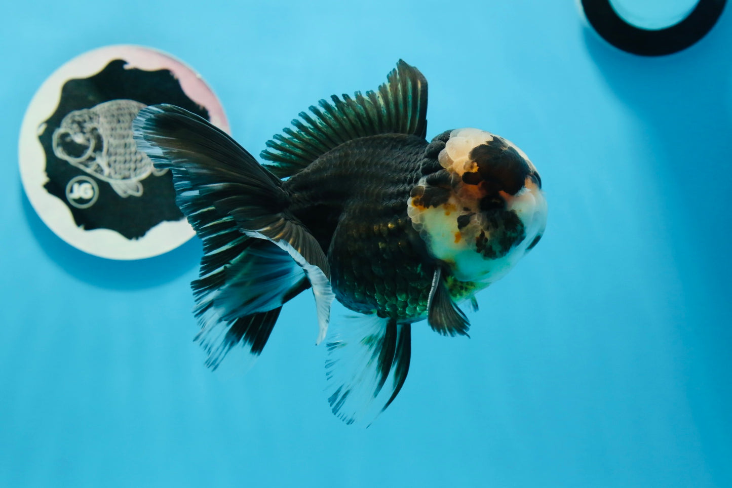 A Grade Tricolor Oranda Male 5 inches #0830OR_25